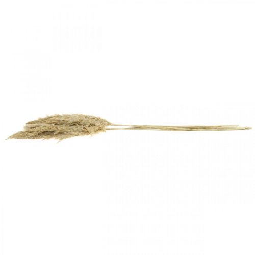 Prodotto Decorazione a secco erba di pampa essiccata sbiancata 70-75 cm 6 pz