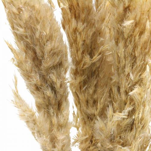 Deco secco pampa erba essiccata sbiancato 70-75cm 6 steli