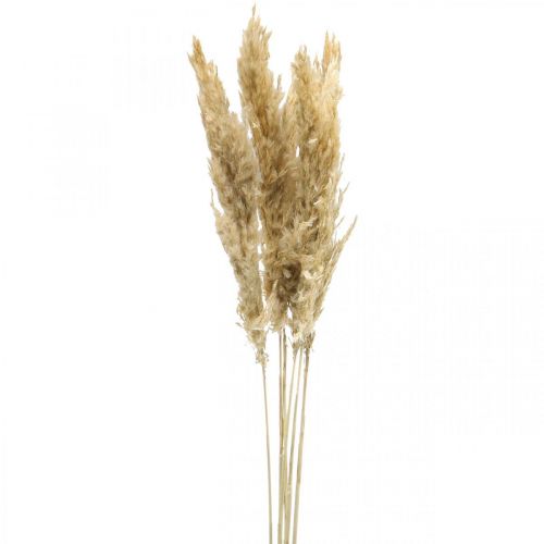 Deco secco pampa erba essiccata sbiancato 70-75cm 6 steli