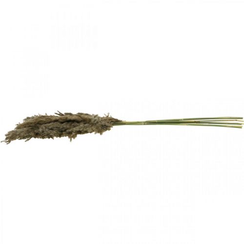 Floristik24 Erba di pampa secca naturale per bouquet secco 70-75 cm 6 pz