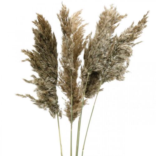Floristik24 Erba di pampa secca naturale per bouquet secco 70-75 cm 6 pz