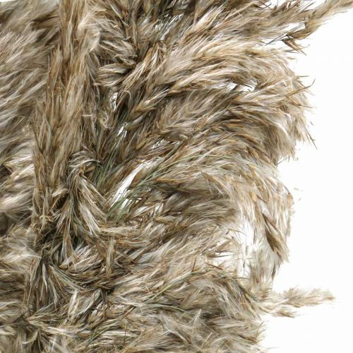 Floristik24 Erba di pampa secca naturale per bouquet secco 70-75 cm 6 pz
