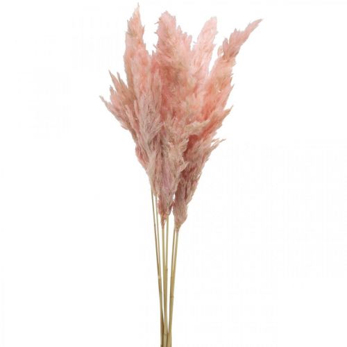 Erba di pampa essiccata fiori rosa secca 65-75 cm 6 pezzi in mazzo