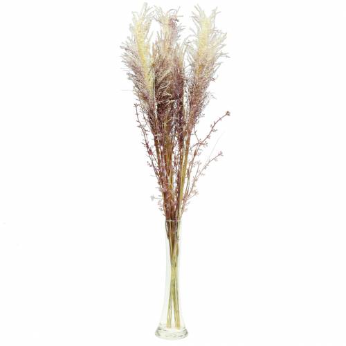 Floristik24 Crema all'erba della pampa, viola Fiori secchi artificiali 3pz