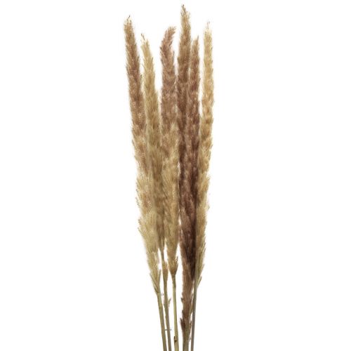 Floristik24 Decorazione di erba della pampa secca naturale decorazione secca 70cm 6 pezzi
