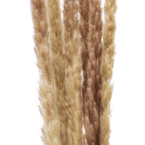 Prodotto Decorazione di erba della pampa secca naturale decorazione secca 70cm 6 pezzi