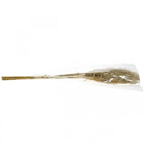 Floristik24 Fascio di erba di pampa essiccata per floristica secca naturale da 75 cm con 10 pezzi