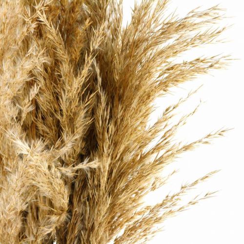 Floristik24 Fascio di erba di pampa essiccata per floristica secca naturale da 75 cm con 10 pezzi