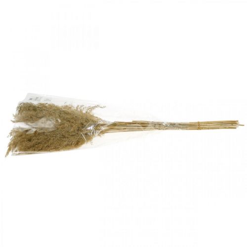 Floristik24 Decorazione naturale a secco di erba di pampa essiccata 65 cm 20 pezzi in un fascio
