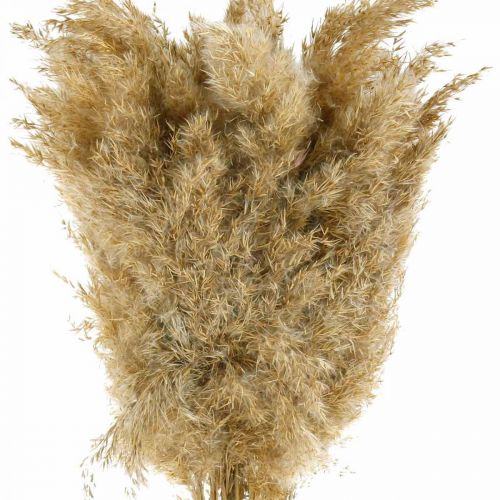 Floristik24 Decorazione naturale a secco di erba di pampa essiccata 65 cm 20 pezzi in un fascio