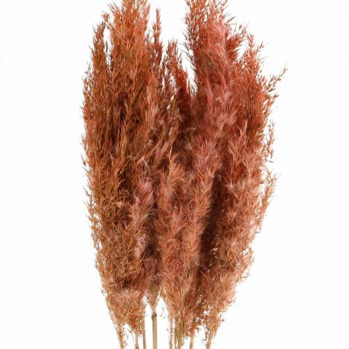 Floristik24 Erba di pampa essiccata rosa floristica secca 75 cm mazzo da 10 pz