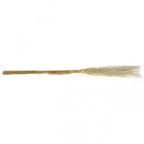 Floristik24 Erba di pampa essiccata sbiancata 75 cm per bouquet secco Pacchetto da 10 pezzi