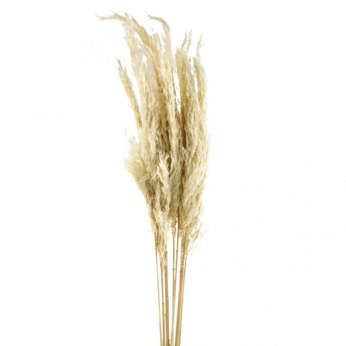 Erba di pampa essiccata sbiancata 75 cm per bouquet secco Pacchetto da 10 pezzi