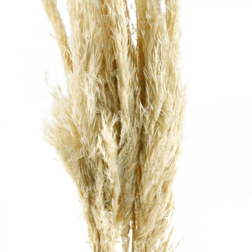 Floristik24 Erba di pampa essiccata sbiancata 75 cm per bouquet secco Pacchetto da 10 pezzi