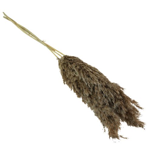 Prodotto Erba di pampa essiccata erba secca decorativa naturale 95 cm 3 pz