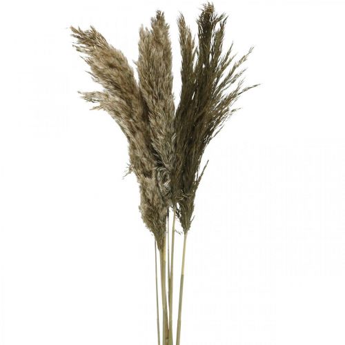 Mazzo di erba secca naturale di erba di pampa 70-75 cm 6 pz