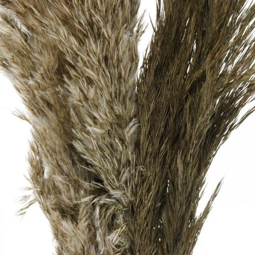 Floristik24 Mazzo di erba secca naturale di erba di pampa 70-75 cm 6 pz