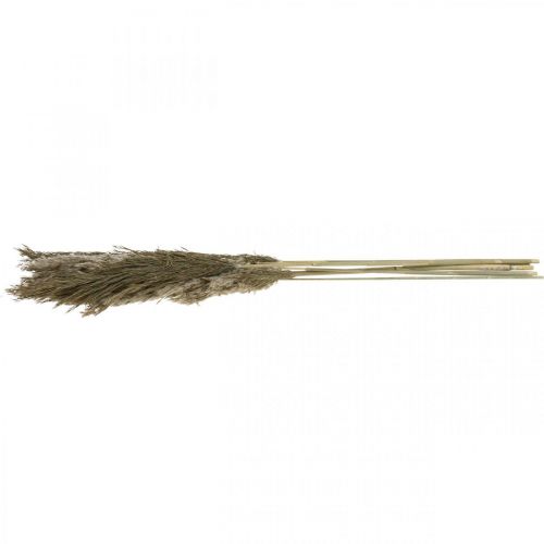 Floristik24 Mazzo di erba secca naturale di erba di pampa 70-75 cm 6 pz