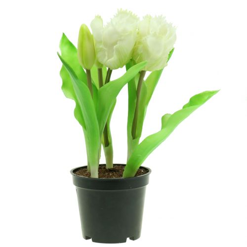 Floristik24 Tulipano pappagallo in vaso Bianco Real-Touch 23 cm