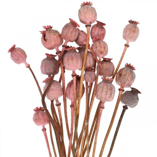 Prodotto Dry Deco Papavero Capsule Fiori secchi color papavero rosa 75g