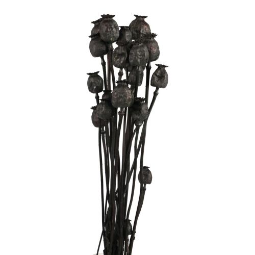 Floristik24 Capsule di fiori secchi di papavero essiccati Papaver nero 80g