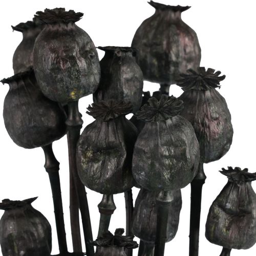 Floristik24 Capsule di fiori secchi di papavero essiccati Papaver nero 80g