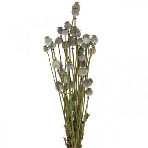 Floristik24 Capsule di semi di papavero essiccati Mazzo di fiori secchi naturali papavero decorativo 90g