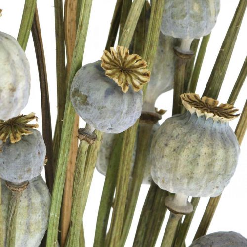 Floristik24 Capsule di semi di papavero essiccati Mazzo di fiori secchi naturali papavero decorativo 90g