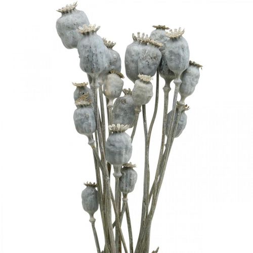 Floristik24 Deco Poppy White Fiori secchi Capsule di papavero Papaver Bunch da 75g