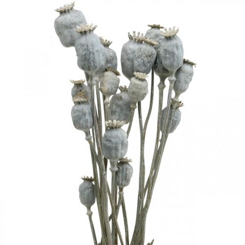 Deco Poppy White Fiori secchi Capsule di papavero Papaver Bunch da 75g