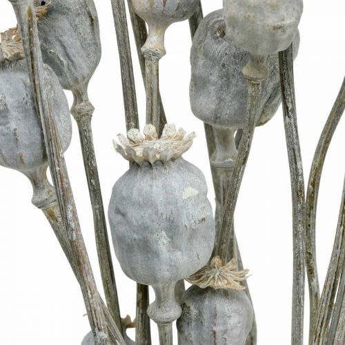 Prodotto Deco Poppy White Fiori secchi Capsule di papavero Papaver Bunch da 75g