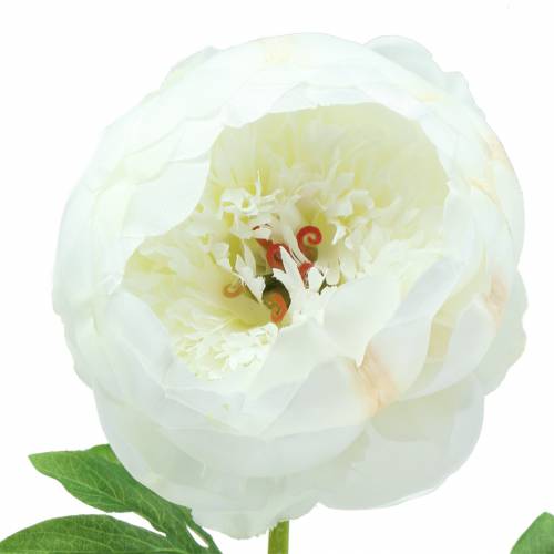 Prodotto Peony White 59cm