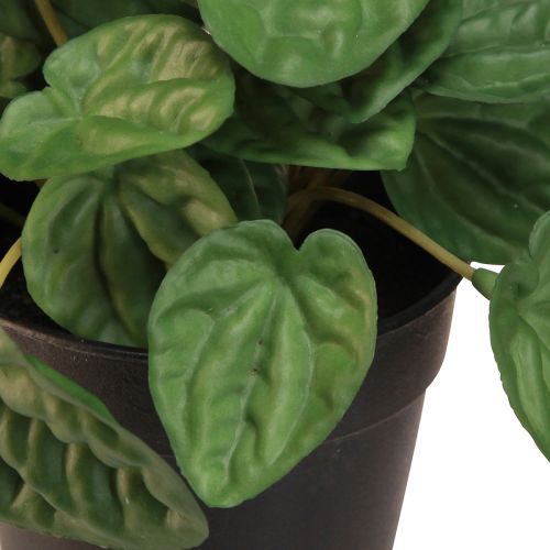 Prodotto Peperomia Green Twist - Pianta d&#39;appartamento robusta e decorativa in vaso da 20 cm
