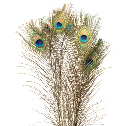 Floristik24 Decorazione di piume di pavone, vere piume di uccello lunghe 75-85 cm, 8 pezzi