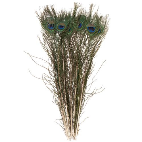 Prodotto Piume di pavone, vere piume di uccello per lavori artigianali e decorativi, 55 cm, 10 pezzi