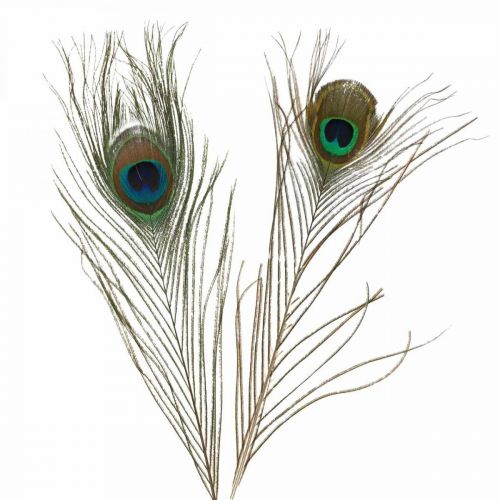 Piume di pavone deco piume reali per artigianato natura  24-32 cm 24 pezzi-04145