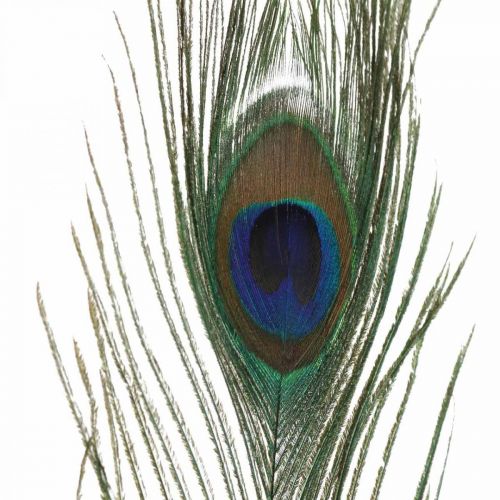Floristik24 Decorazione di piume di pavone Piume vere per lavori creativi Naturale 24-32 cm 24 pz