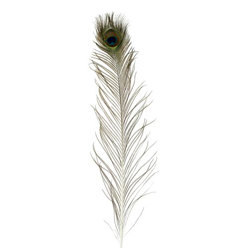 Floristik24 Decorazione di piume di pavone vere piume di uccello lunghe 70 cm 16 pz