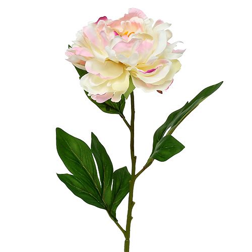 Floristik24 Peonia Crema-Rosa 78 cm