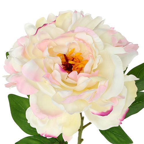 Floristik24 Peonia Crema-Rosa 78 cm