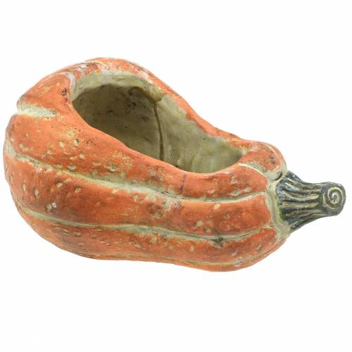 Floristik24 Zucca per piantare Arancio 28 × 15 × 14 cm