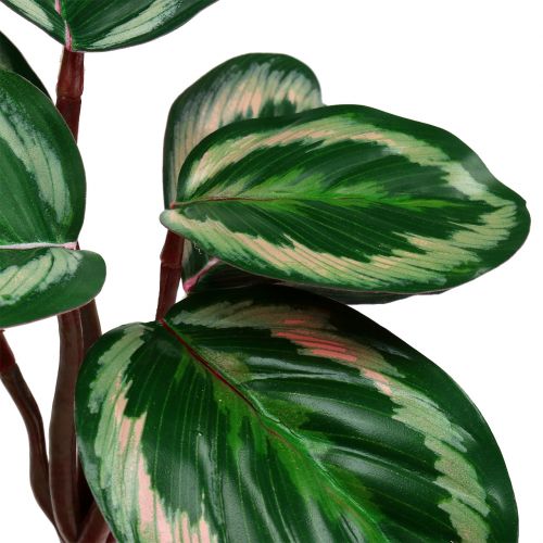 Floristik24 Pianta Verde Tropicale, Rosa 20cm