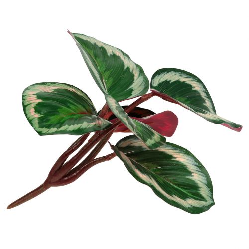 Floristik24 Pianta Verde Tropicale, Rosa 20cm