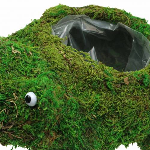 Floristik24 Rana fioriera con muschio verde 35 × 25 cm H21 cm