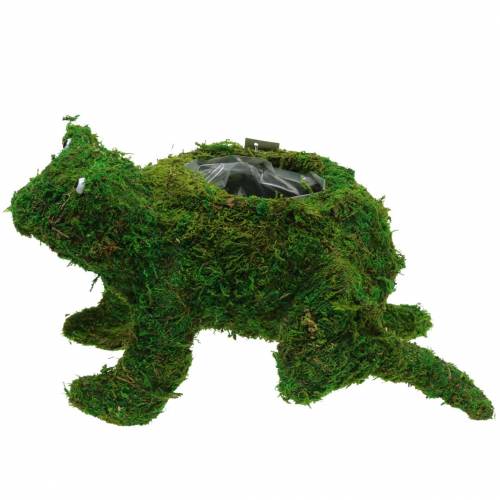 Floristik24 Rana fioriera con muschio verde 35 × 25 cm H21 cm