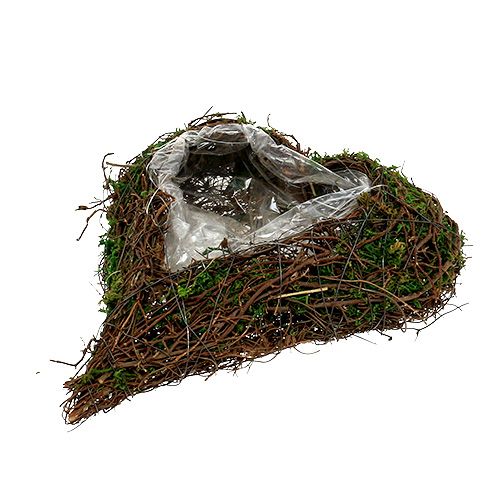 Prodotto Pianta vite cuore, muschio 22 cm x 25 cm H7 cm