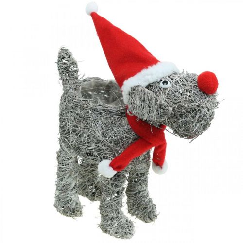 Prodotto Cane da piantare, decorazione natalizia, cesto per piante, Avvento H30cm L29,5cm