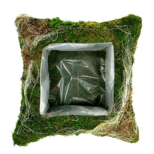 Floristik24 Cuscino per piante muschio 25 cm x 25 cm 2 pezzi