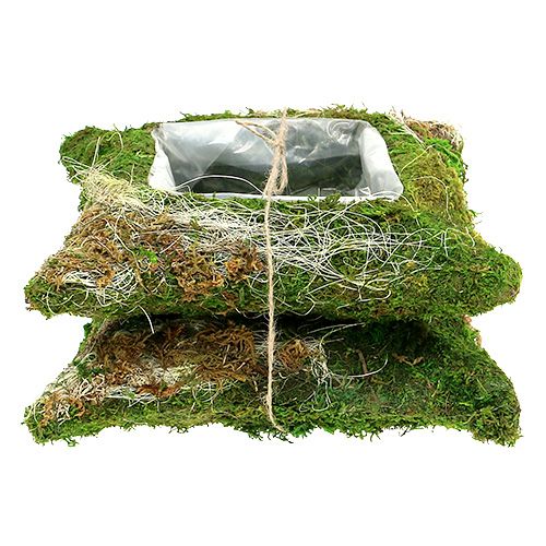 Floristik24 Cuscino per piante muschio 25 cm x 25 cm 2 pezzi