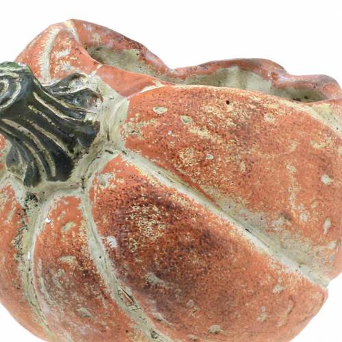 Floristik24 Zucca da piantare Arancio 19×15×16 cm